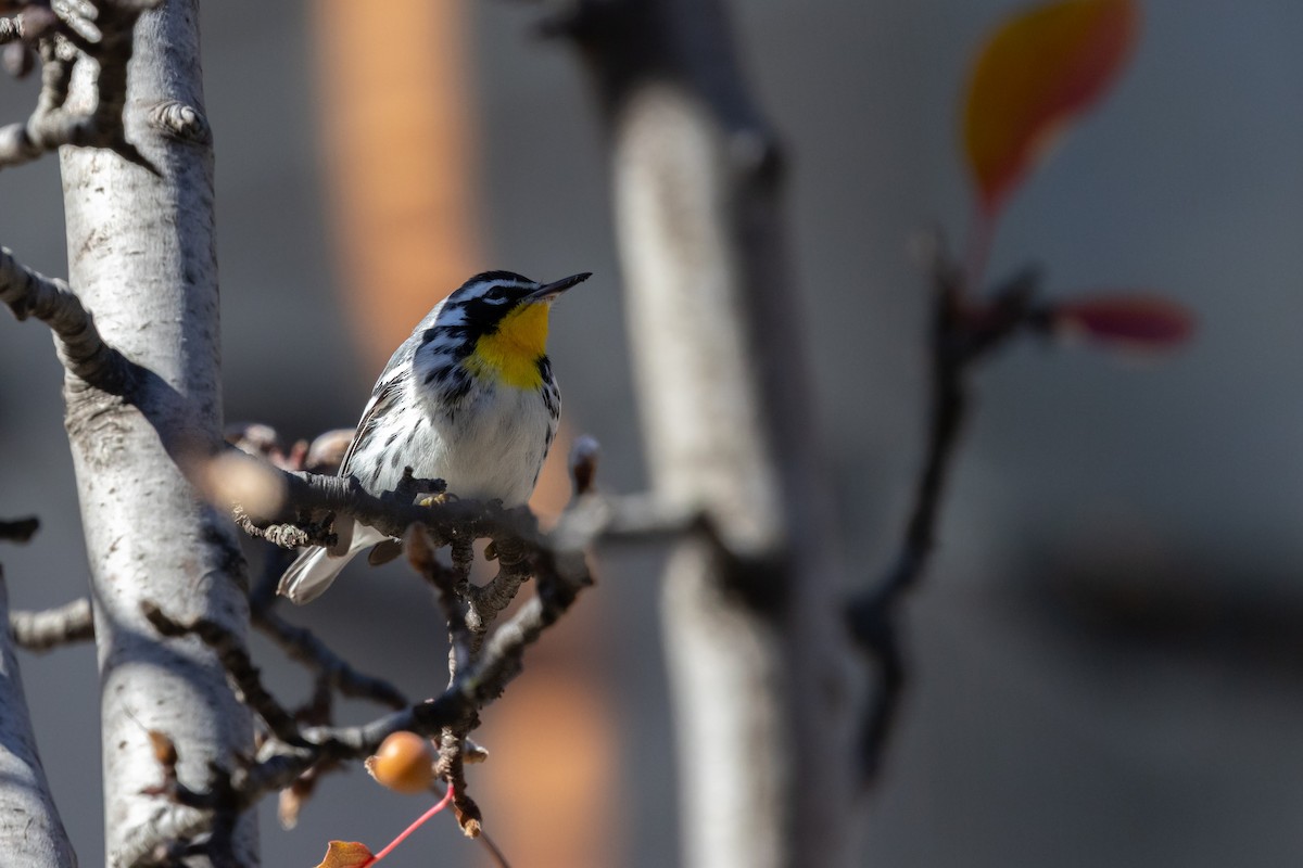 Yellow-throated Warbler (albilora) - ML646817184