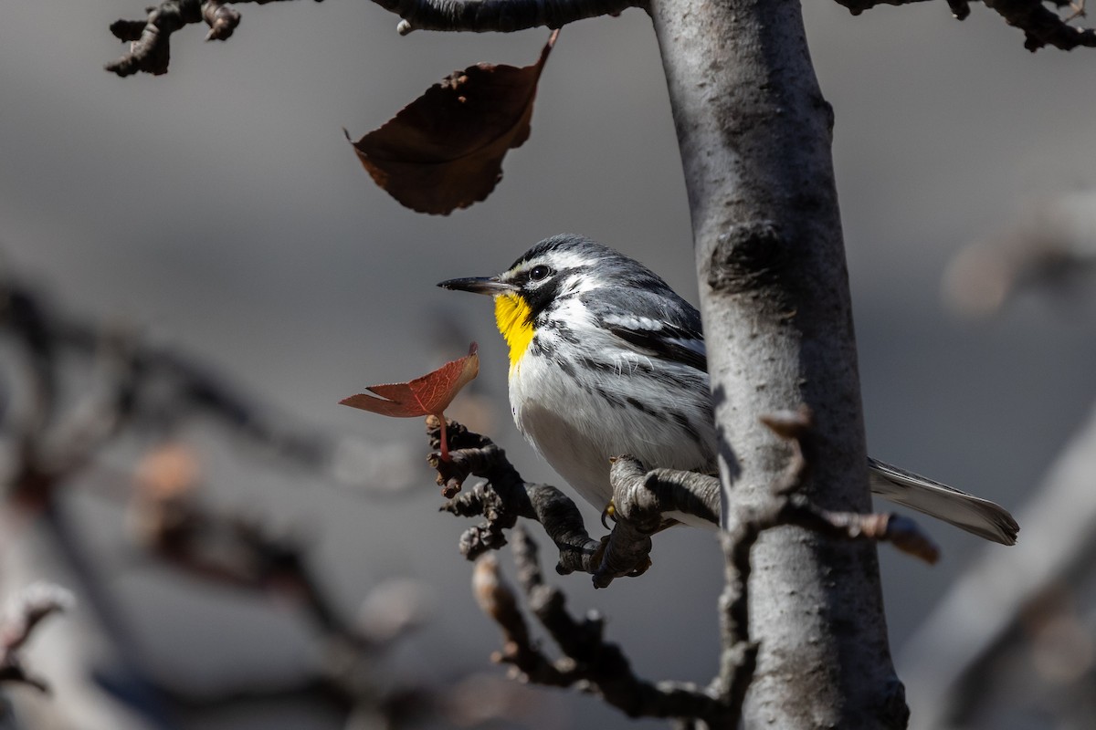 Yellow-throated Warbler (albilora) - ML646817185