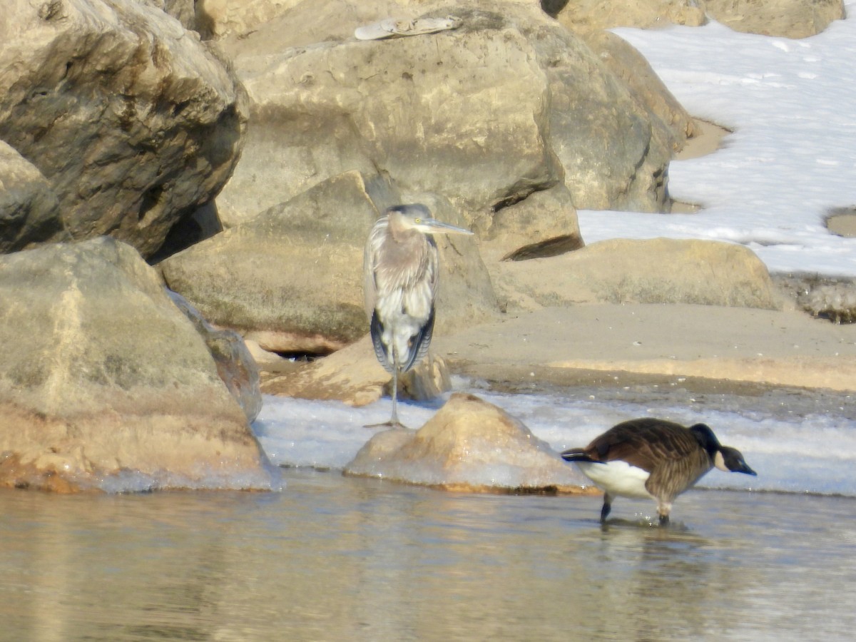 אנפה אמריקנית - ML646817186