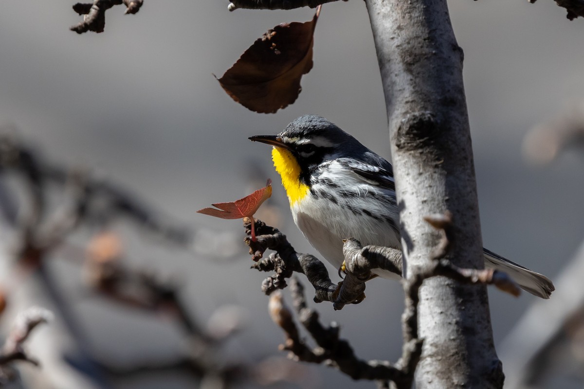 Yellow-throated Warbler (albilora) - ML646817187