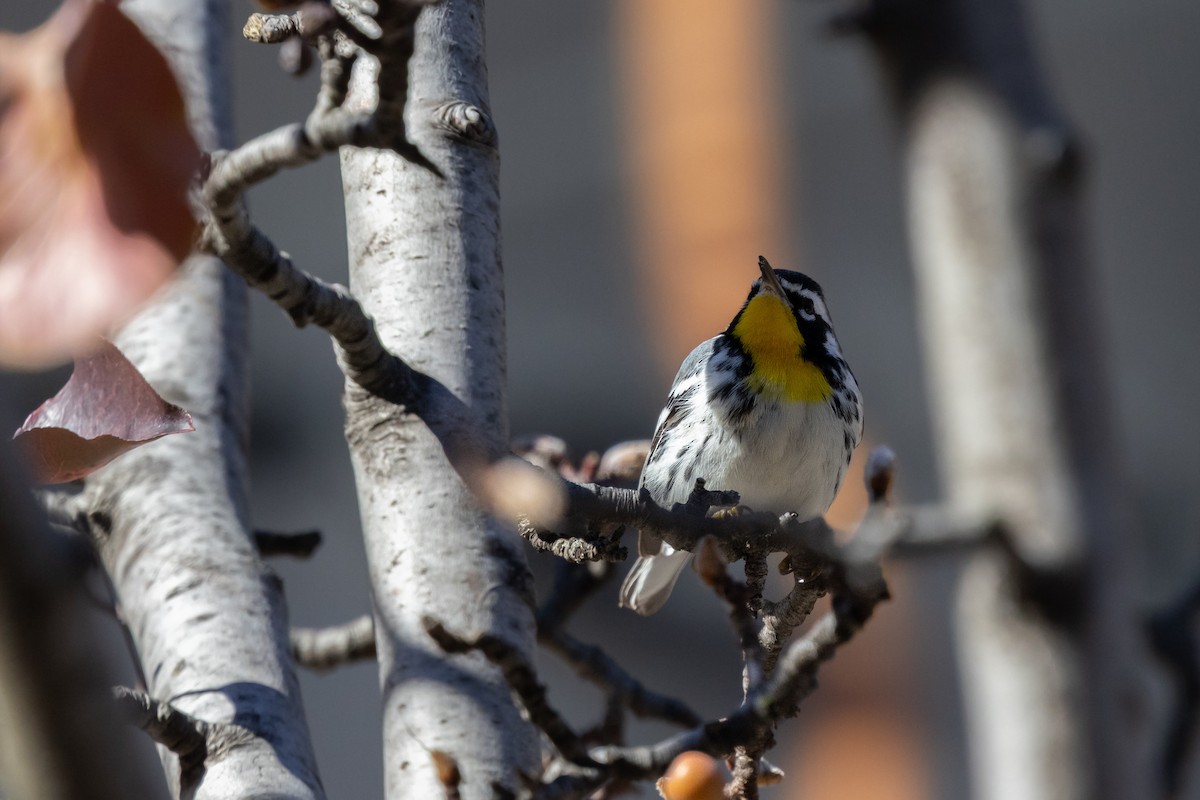Yellow-throated Warbler (albilora) - ML646817188