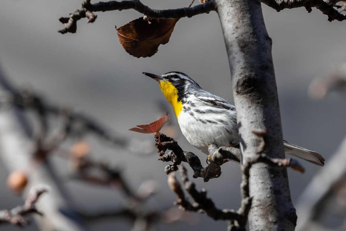Yellow-throated Warbler (albilora) - ML646817189