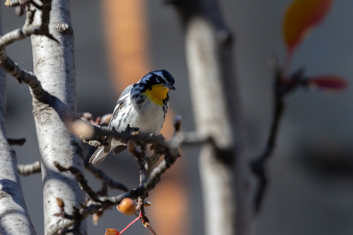 Yellow-throated Warbler (albilora) - ML646817190