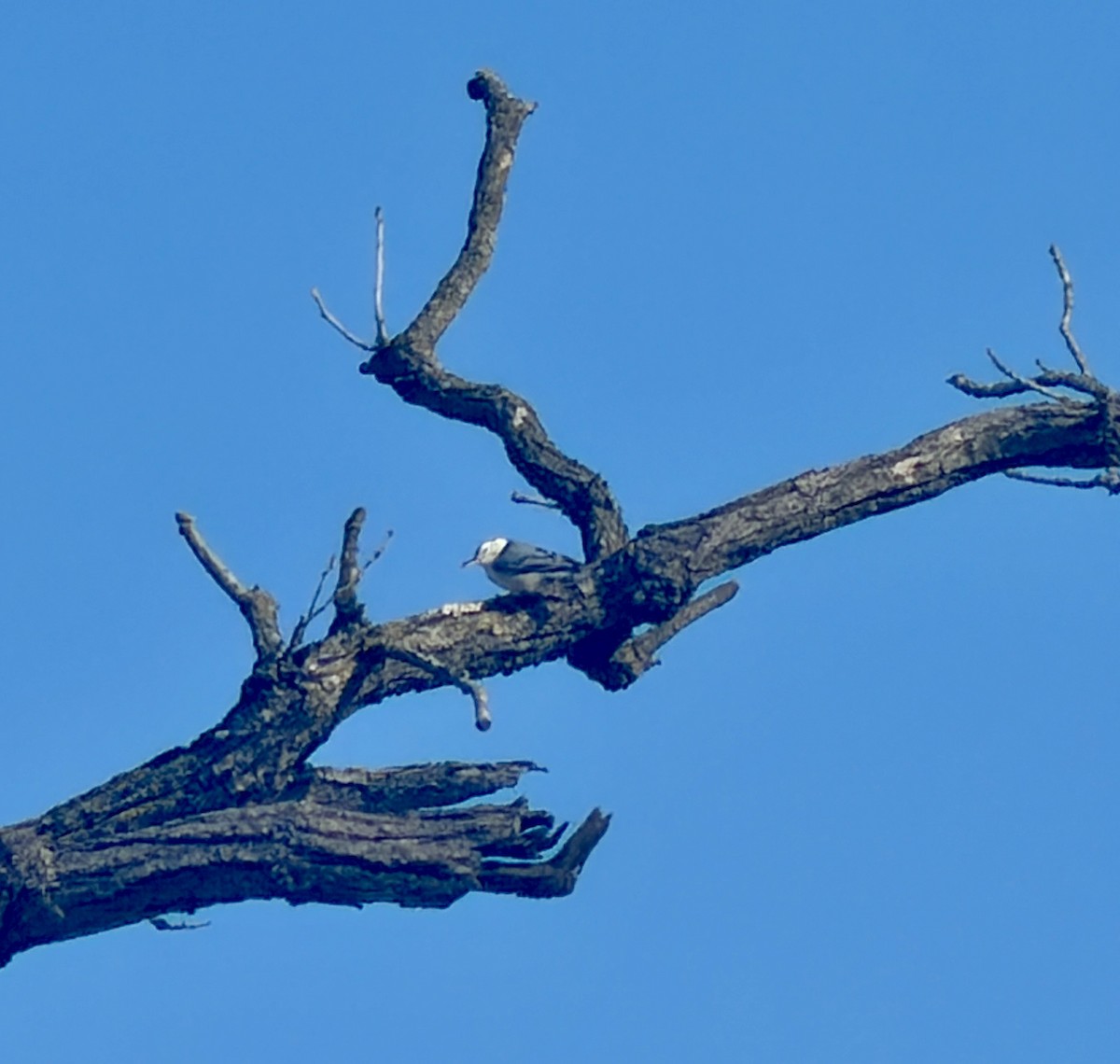 White-breasted Nuthatch - ML646817191