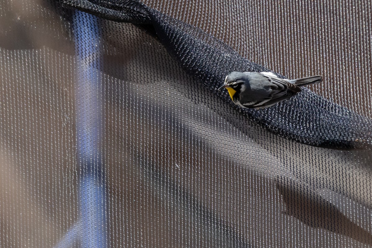 Yellow-throated Warbler (albilora) - ML646817192