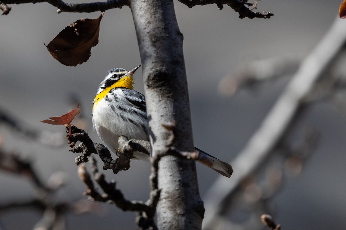 Yellow-throated Warbler (albilora) - ML646817194