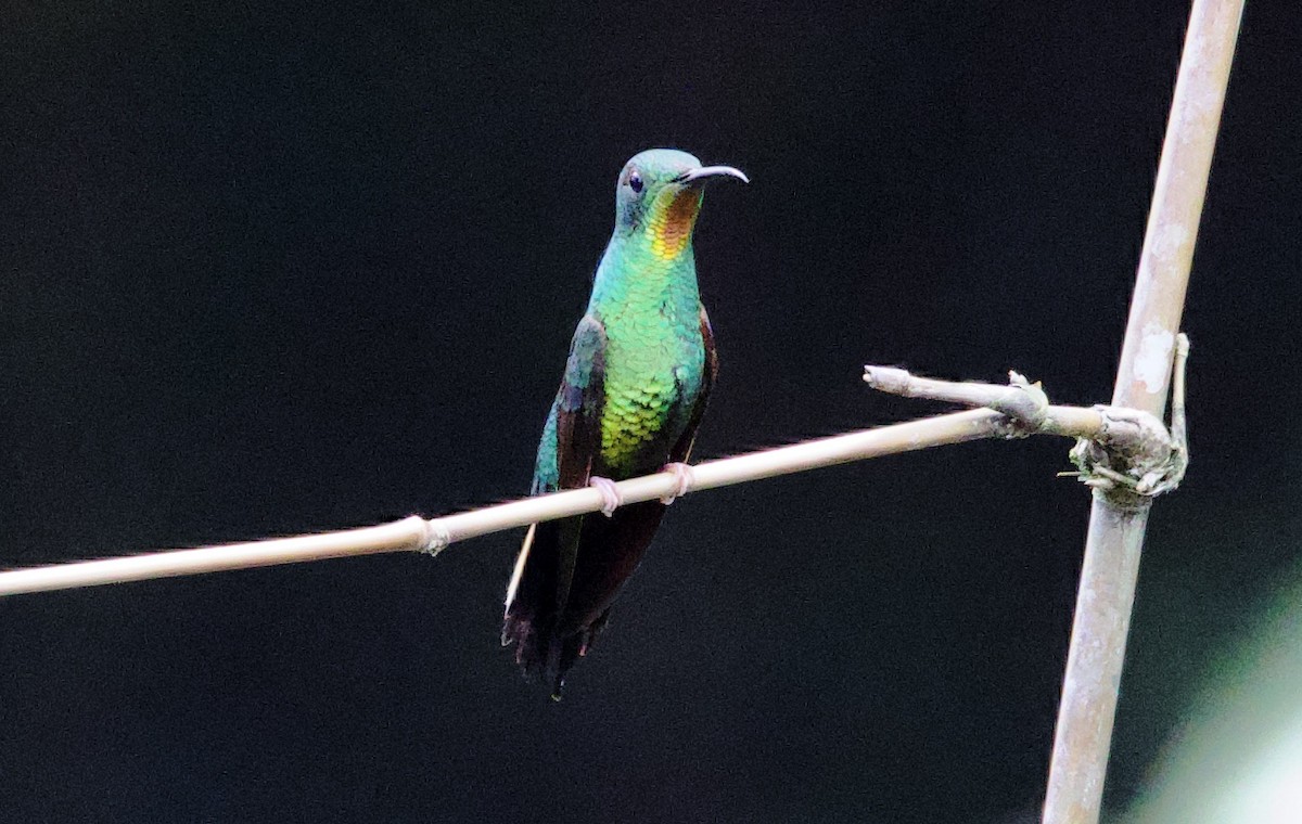 Colibri flamboyant - ML646817195