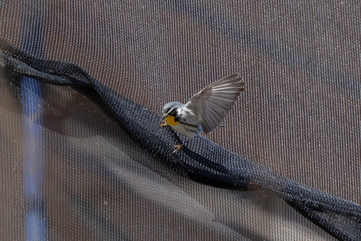 Yellow-throated Warbler (albilora) - ML646817196