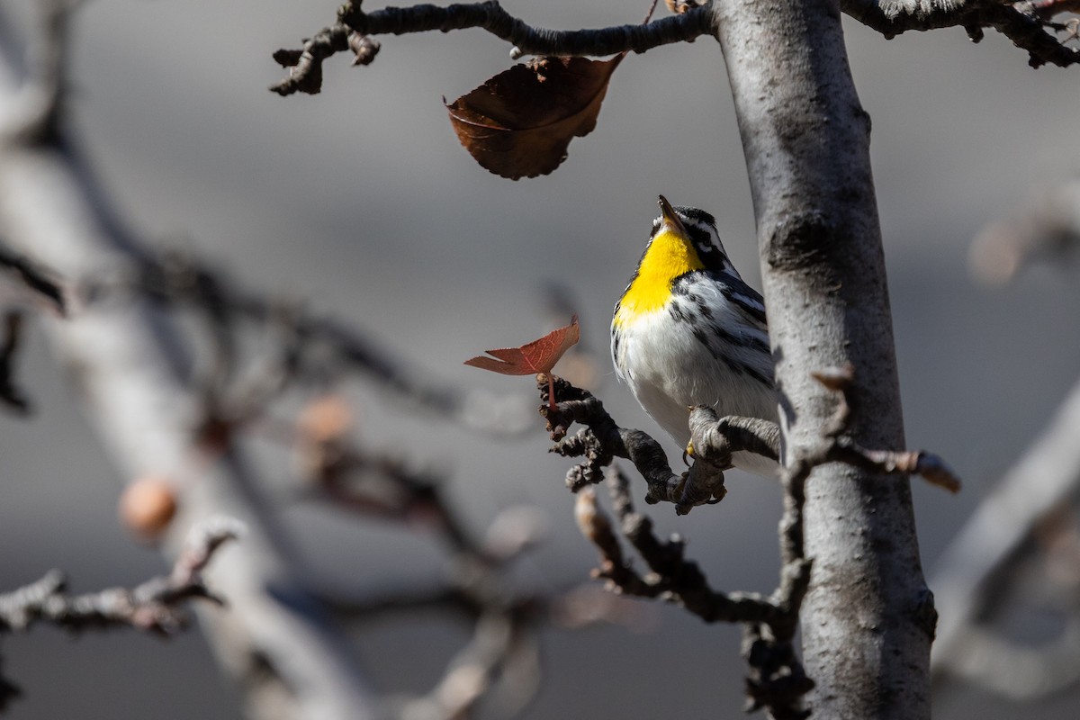 Yellow-throated Warbler (albilora) - ML646817197