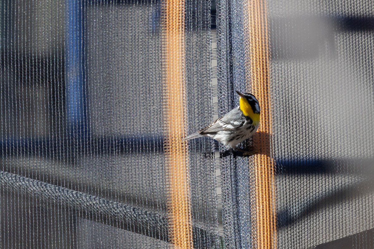 Yellow-throated Warbler (albilora) - ML646817198