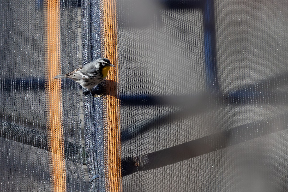 Yellow-throated Warbler (albilora) - ML646817199