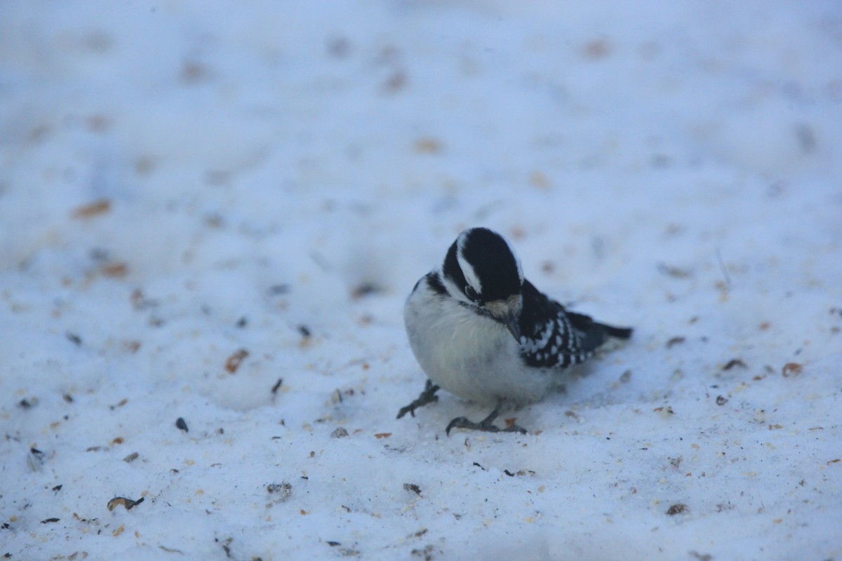 Downy Woodpecker - ML646817200