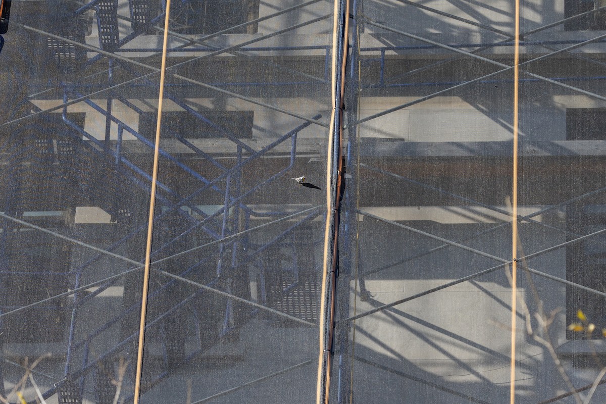 Yellow-throated Warbler (albilora) - ML646817201