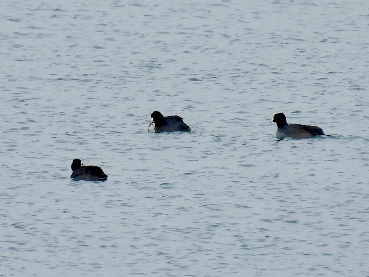 אגמית אמריקנית - ML646817202