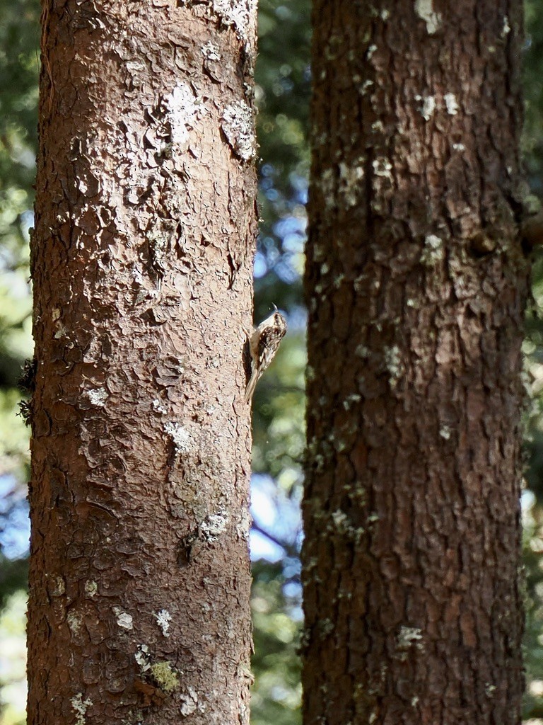 Brown Creeper - ML646817210