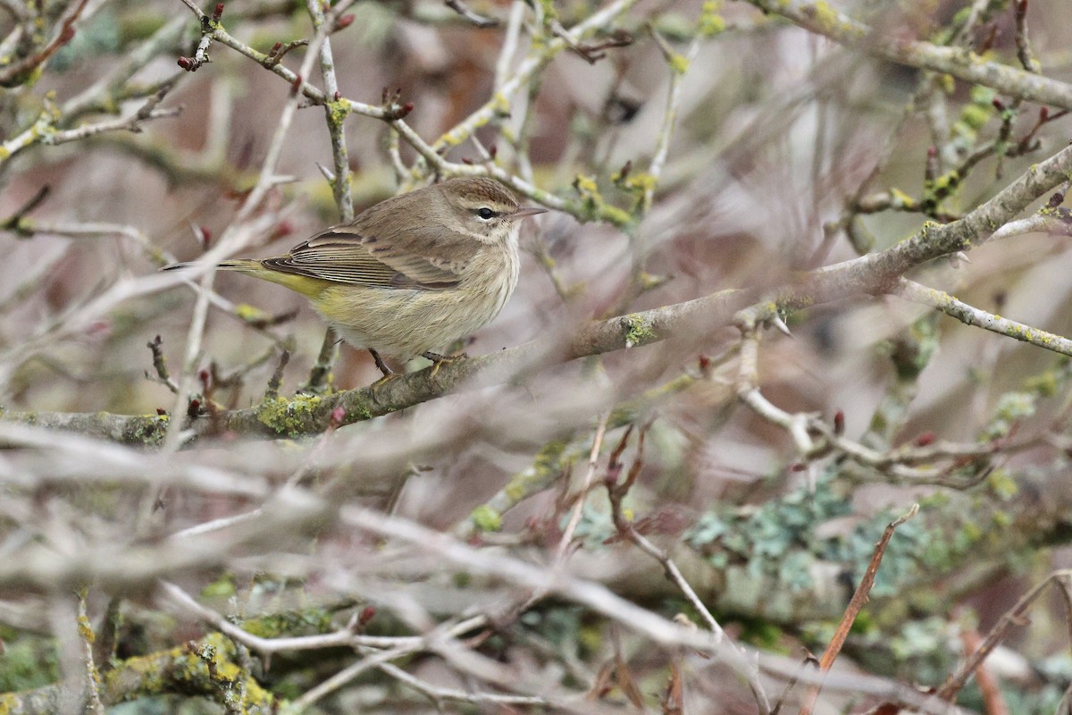 Пальмовая древесница - ML646817211