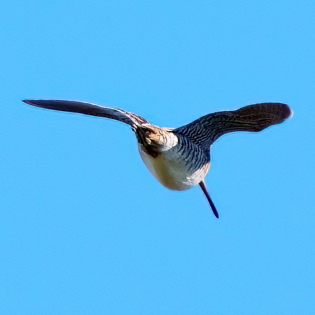 Wilsonbekassine - ML646817212