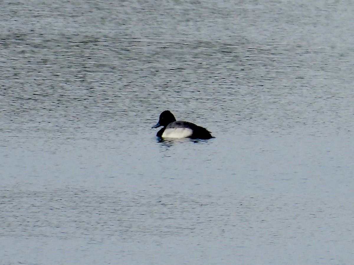 Lesser Scaup - ML646817213