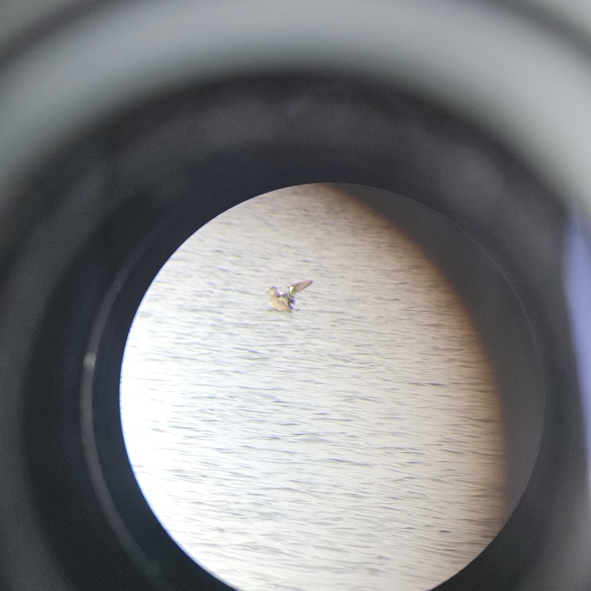 čírka modrokřídlá - ML646817215