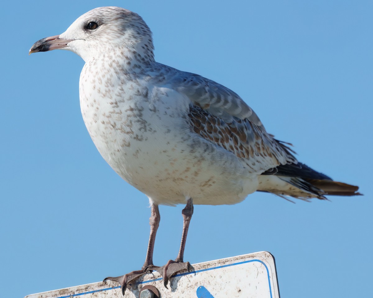 Ringschnabelmöwe - ML646817216