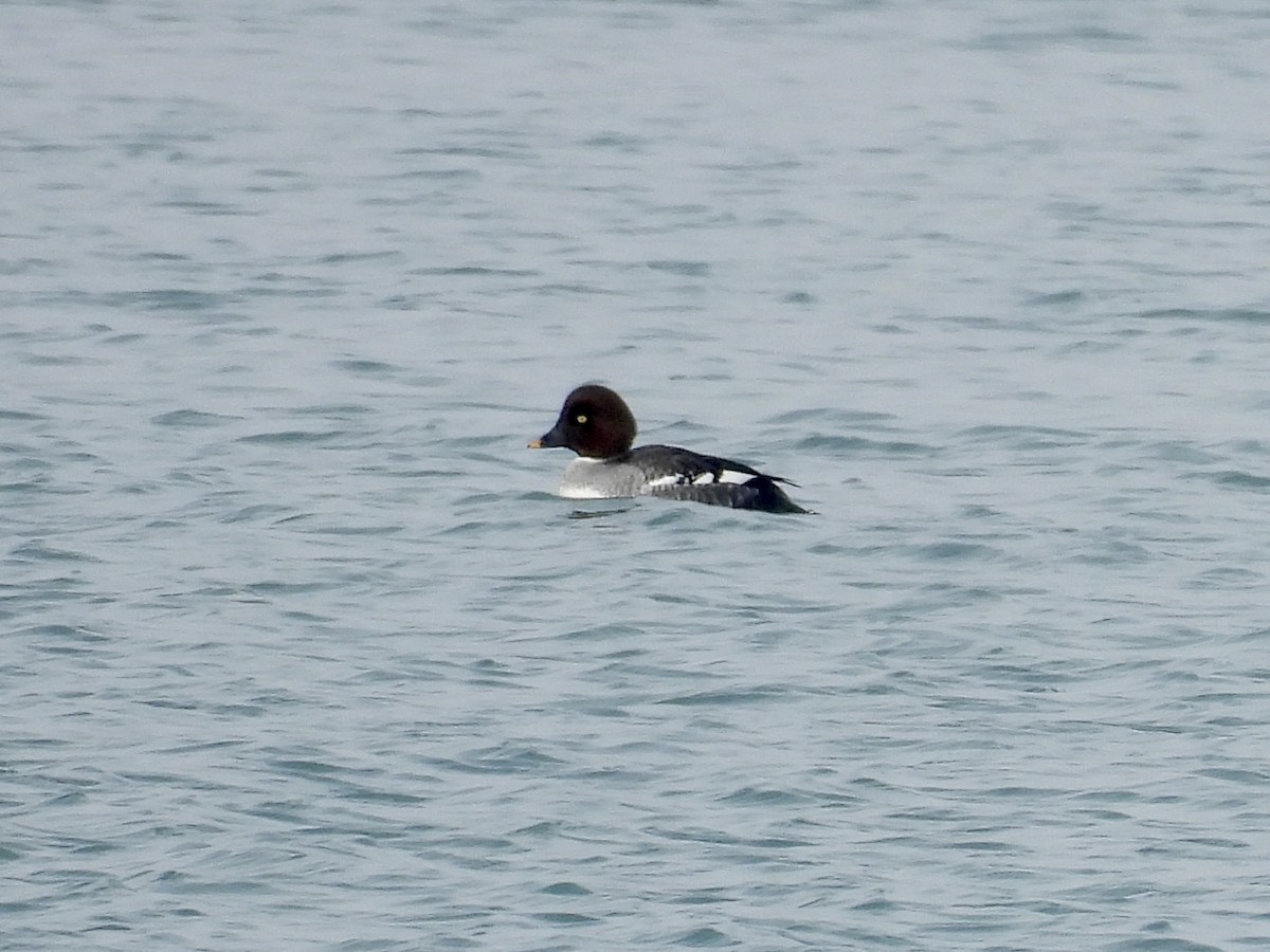 עבראש ירוק - ML646817217