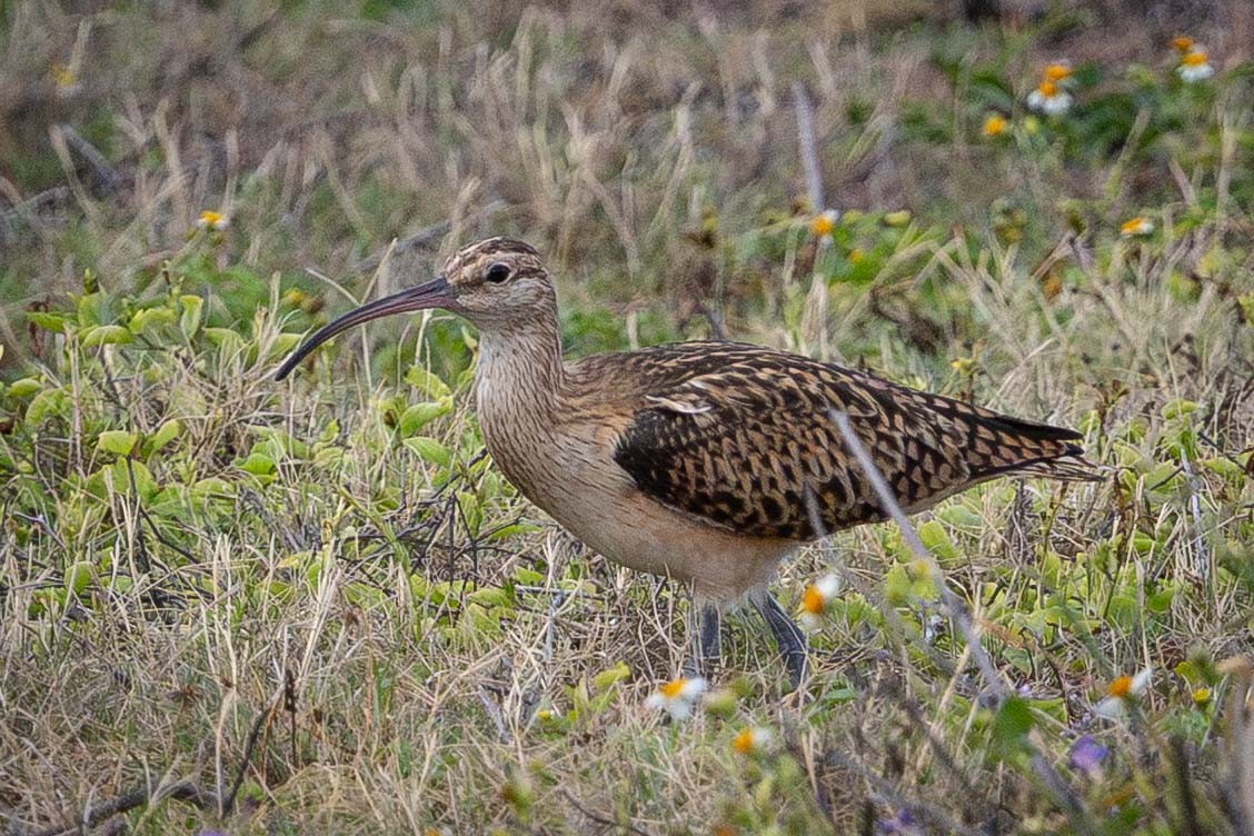 Bristle-thighed Curlew - ML646817218