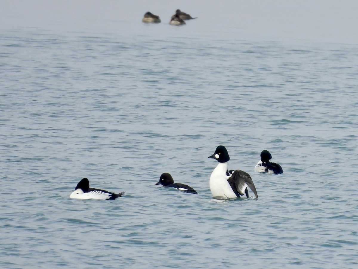 עבראש ירוק - ML646817219