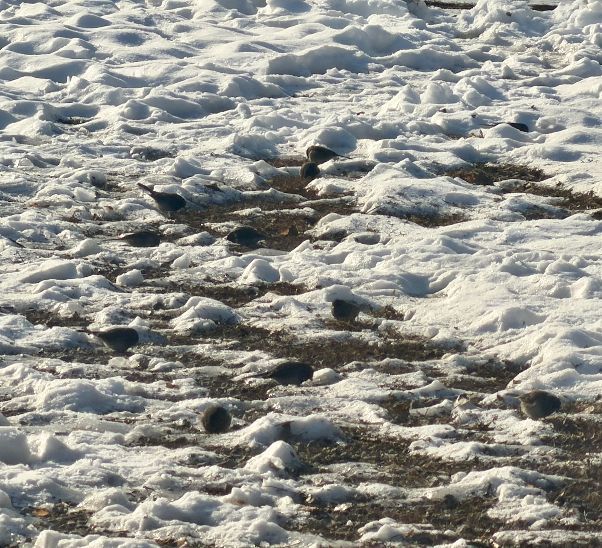 Dark-eyed Junco (Slate-colored) - ML646817220