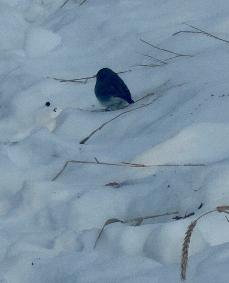 Dark-eyed Junco (Slate-colored) - ML646817221