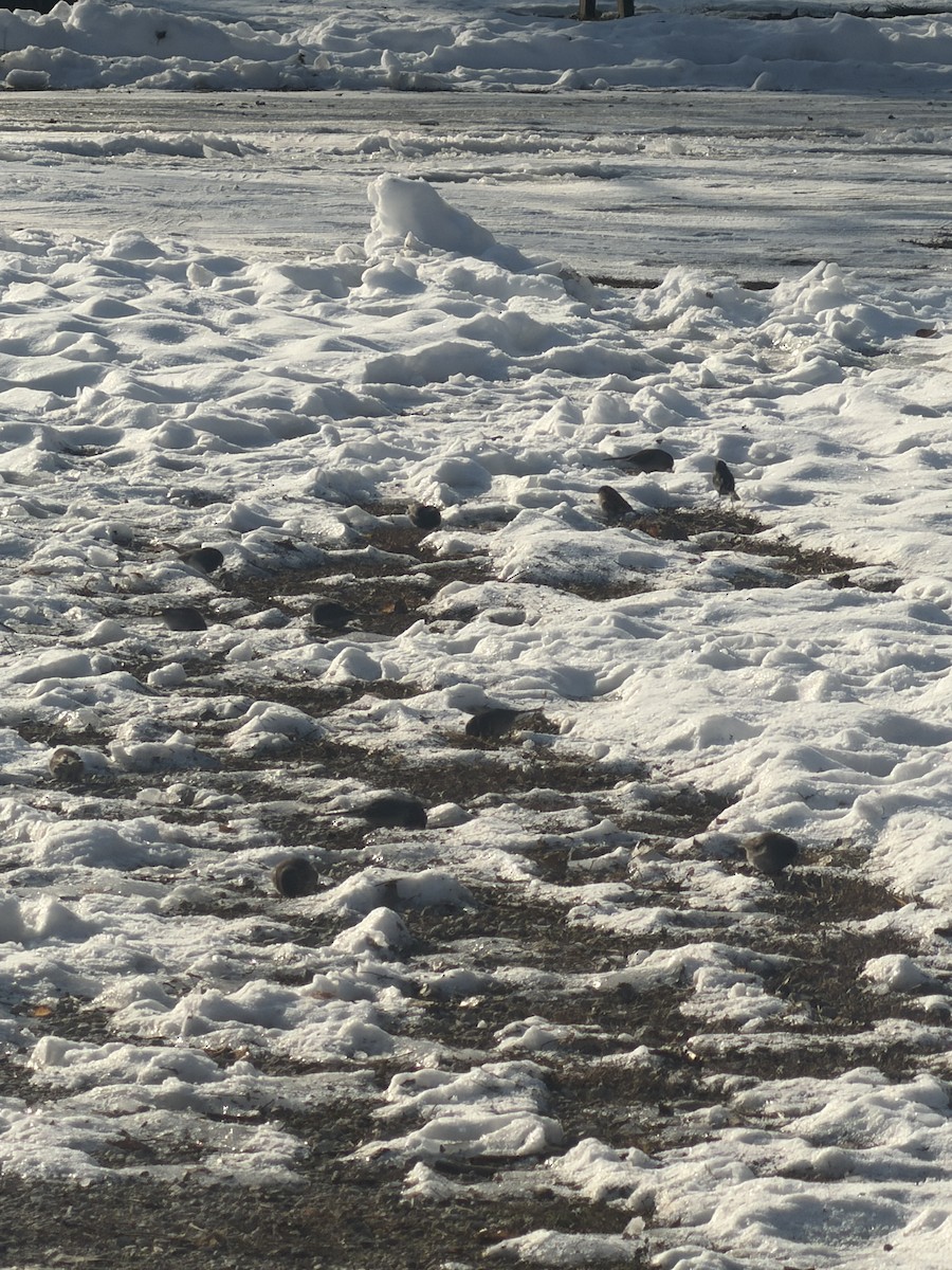 Dark-eyed Junco (Slate-colored) - ML646817222