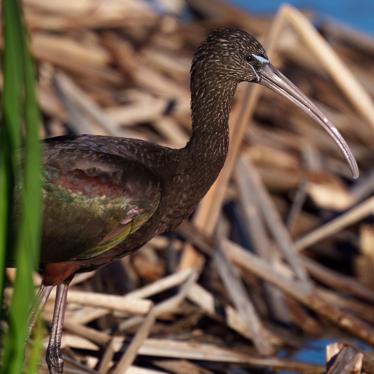 Sichler - ML646817225