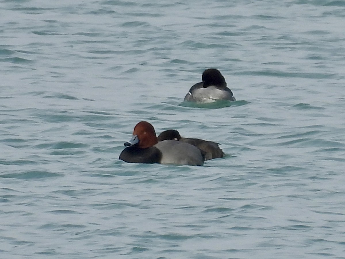 צולל אמריקני - ML646817226