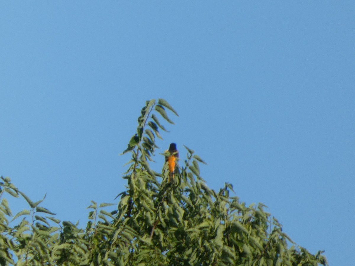 ボルチモアムクドリモドキ - ML646817227