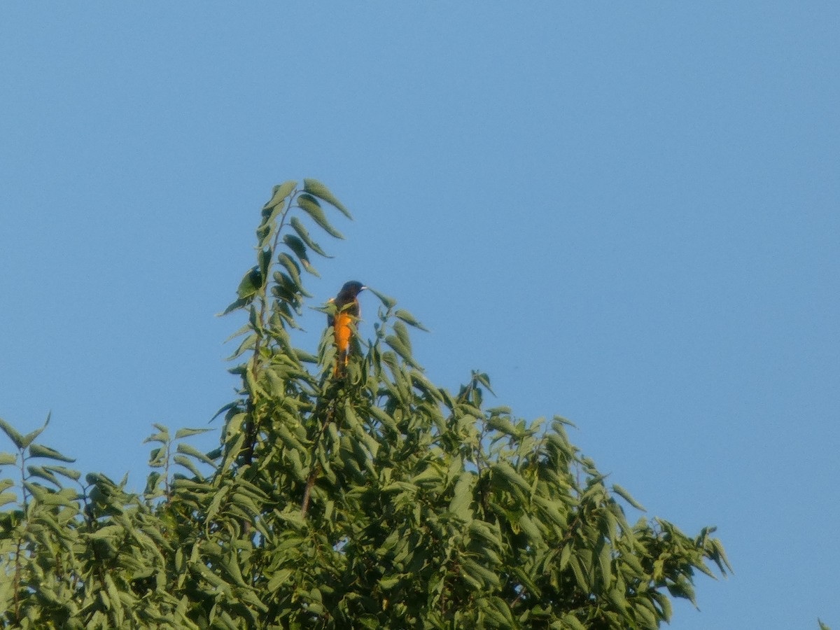 ボルチモアムクドリモドキ - ML646817228