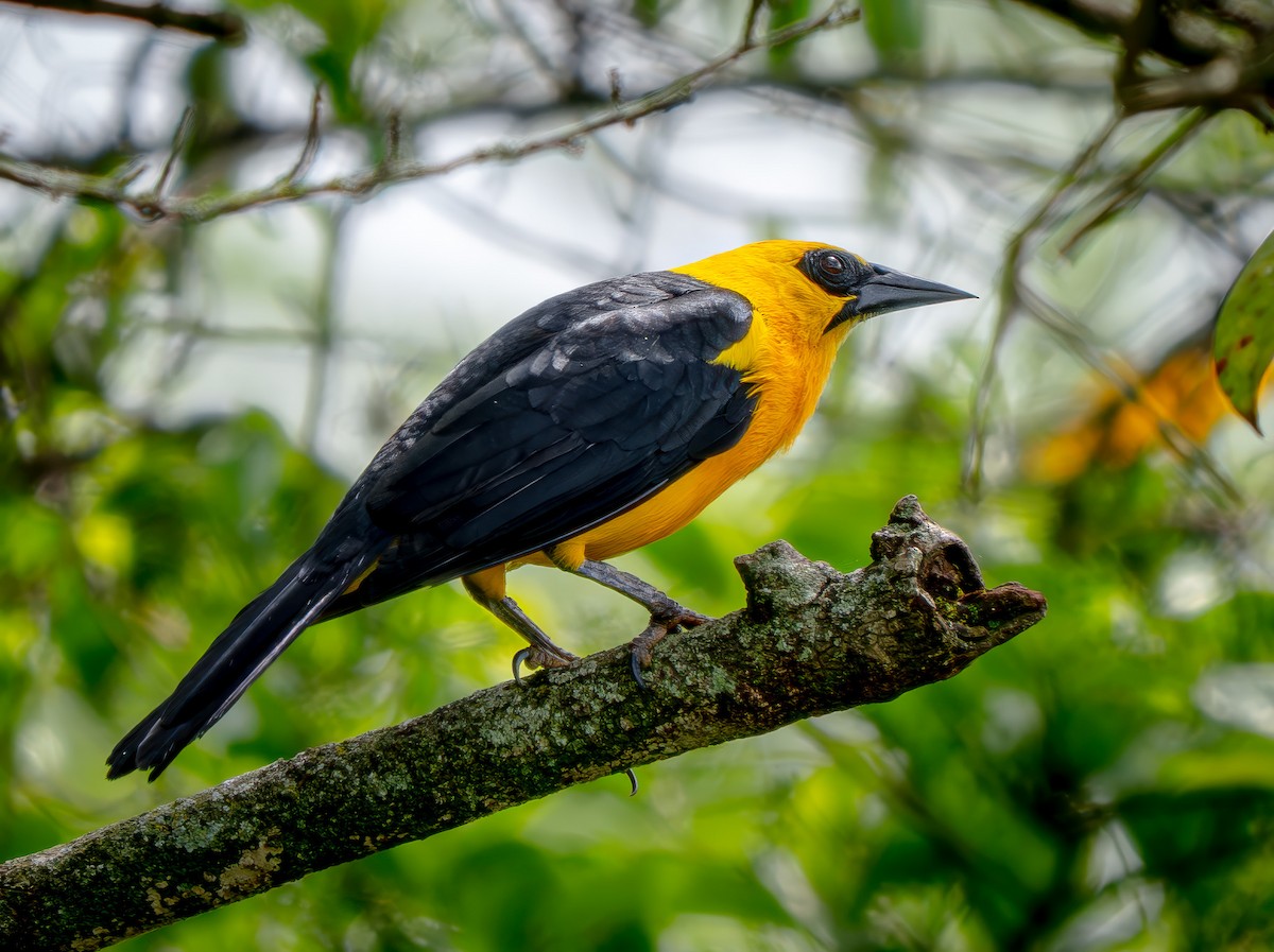 Sarı Karınlı Kiskal - ML646817230