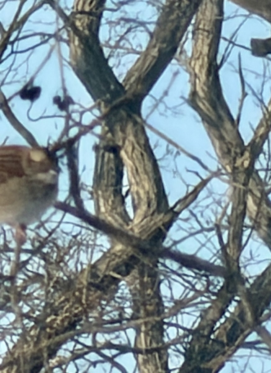 White-throated Sparrow - ML646817232