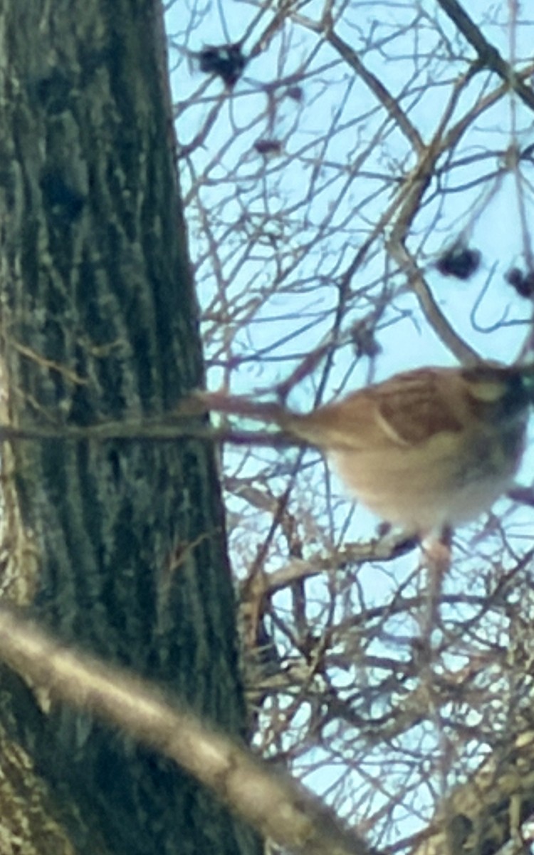 White-throated Sparrow - ML646817233