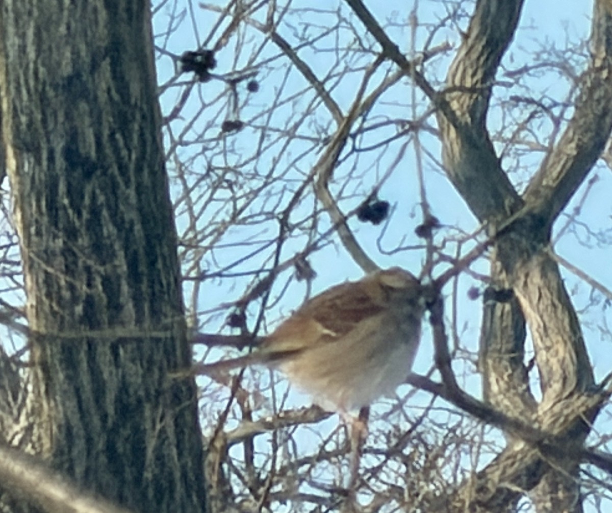 White-throated Sparrow - ML646817234