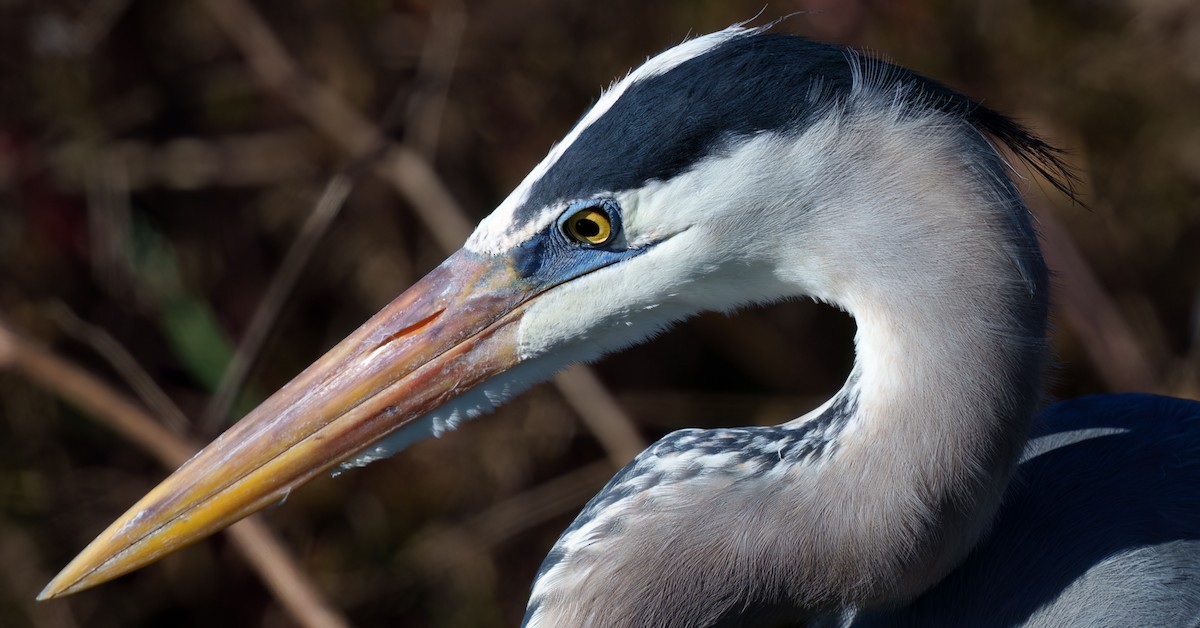 Kanadareiher - ML646817236