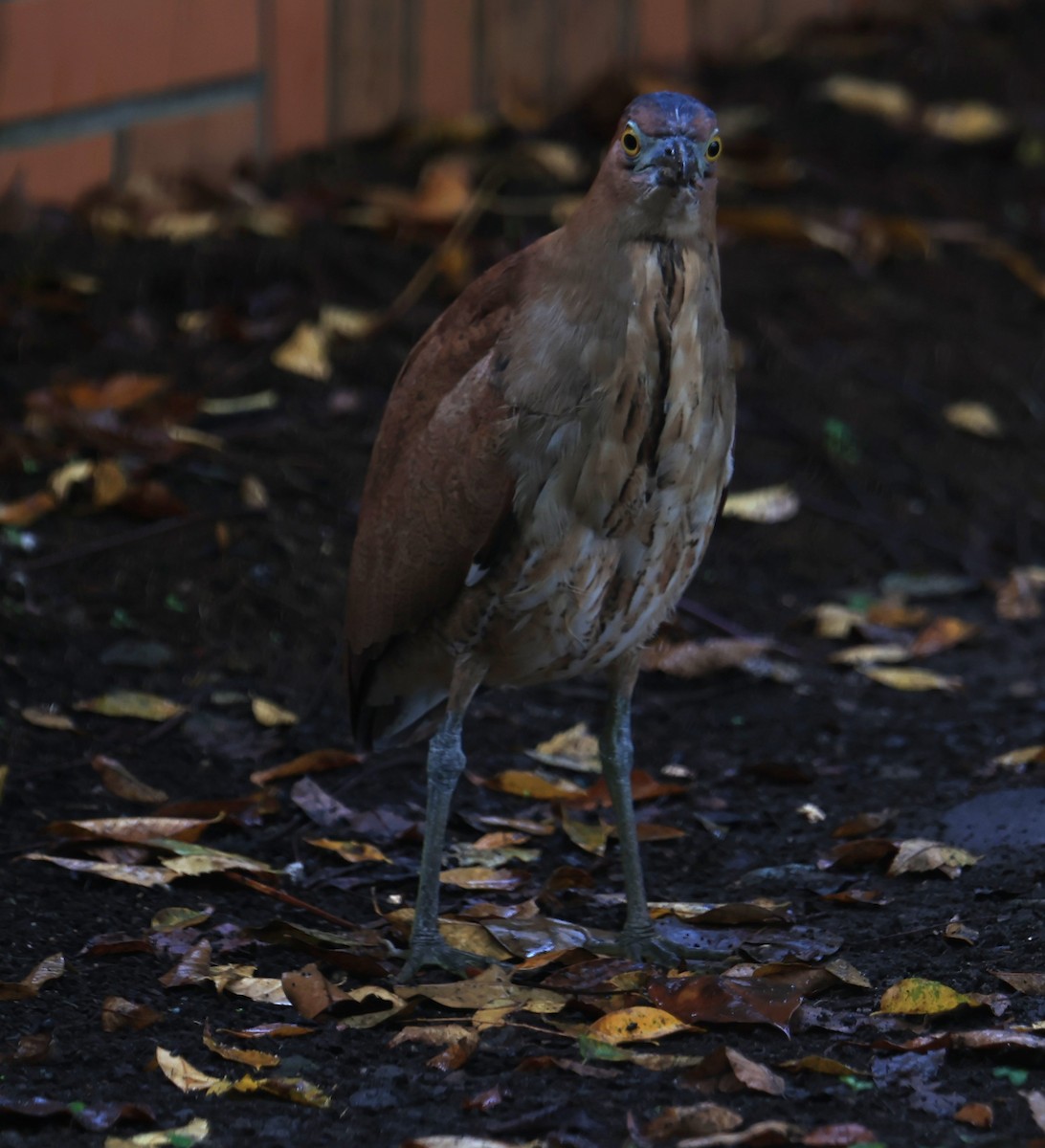 Malayan Night Heron - ML646817237