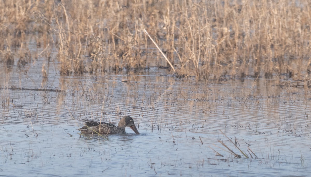 Northern Shoveler - ML646817245