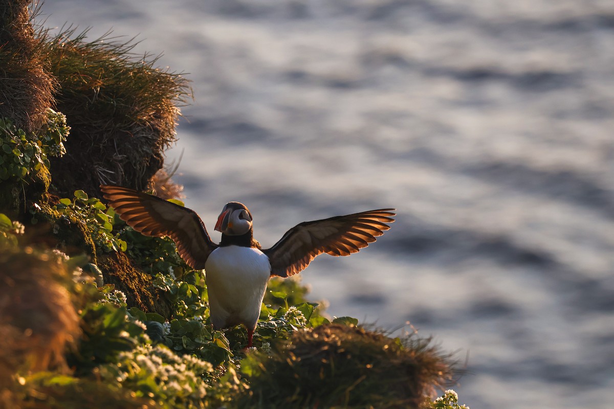 ニシツノメドリ - ML646817246