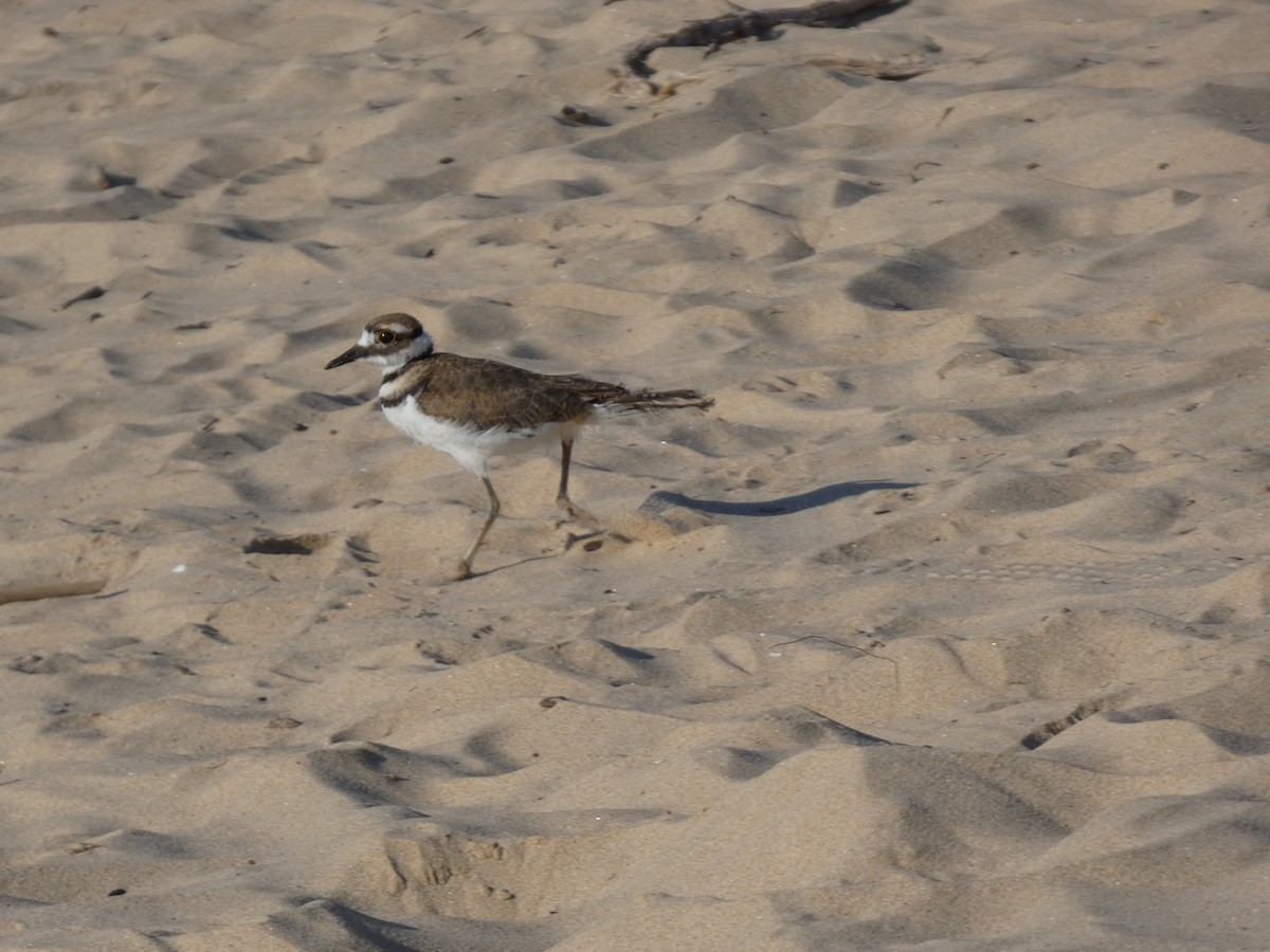 tobeltelo - ML646817247