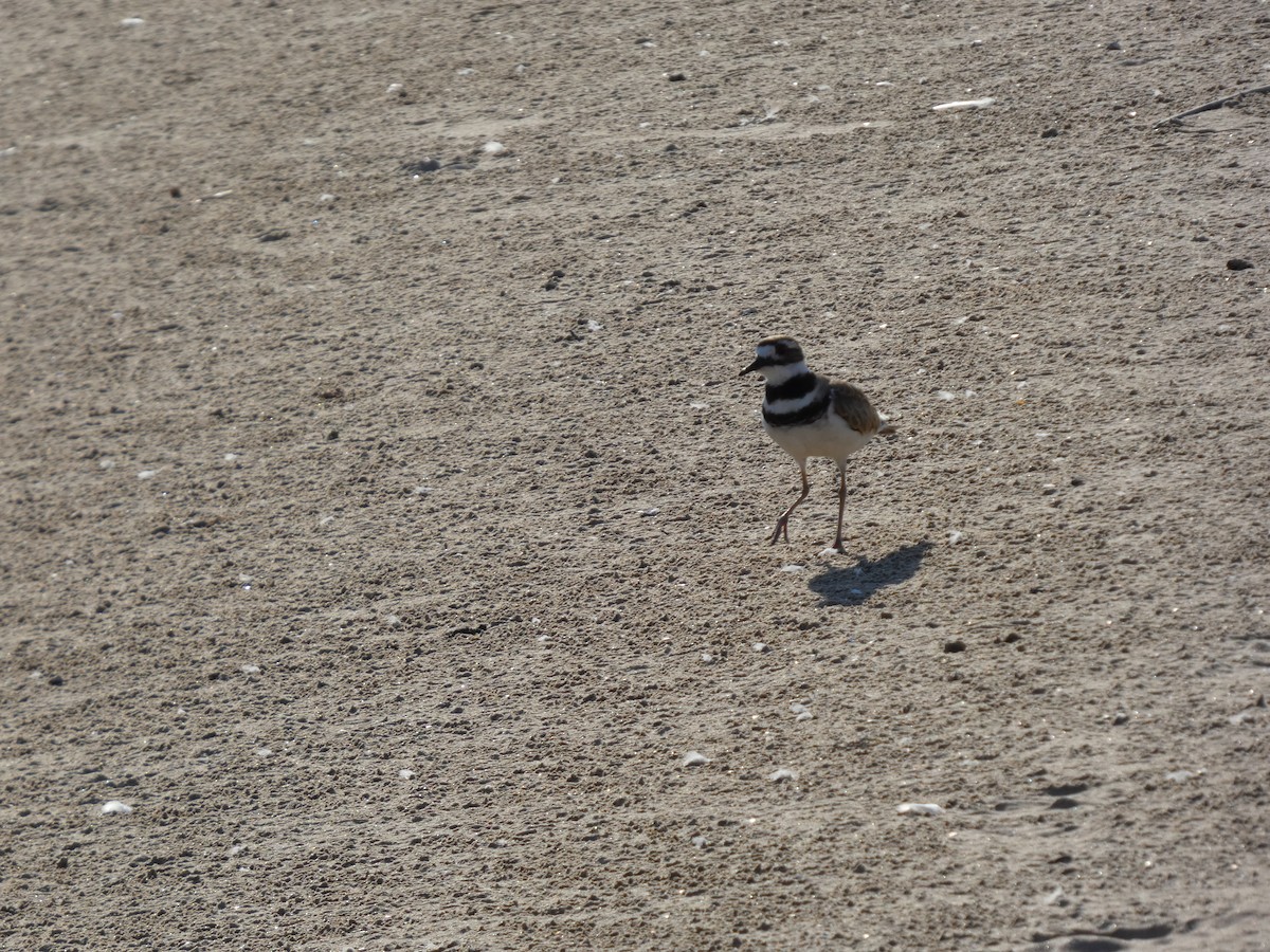 tobeltelo - ML646817248