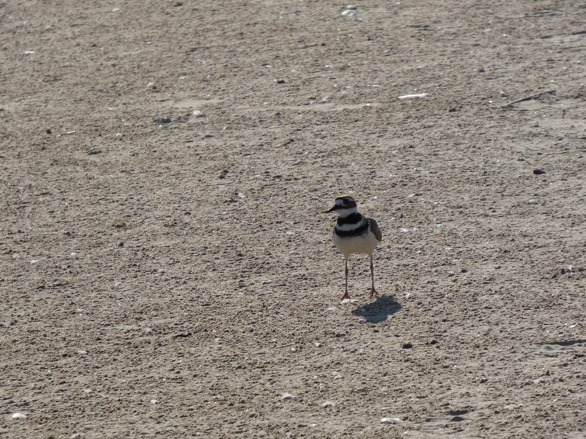 tobeltelo - ML646817249