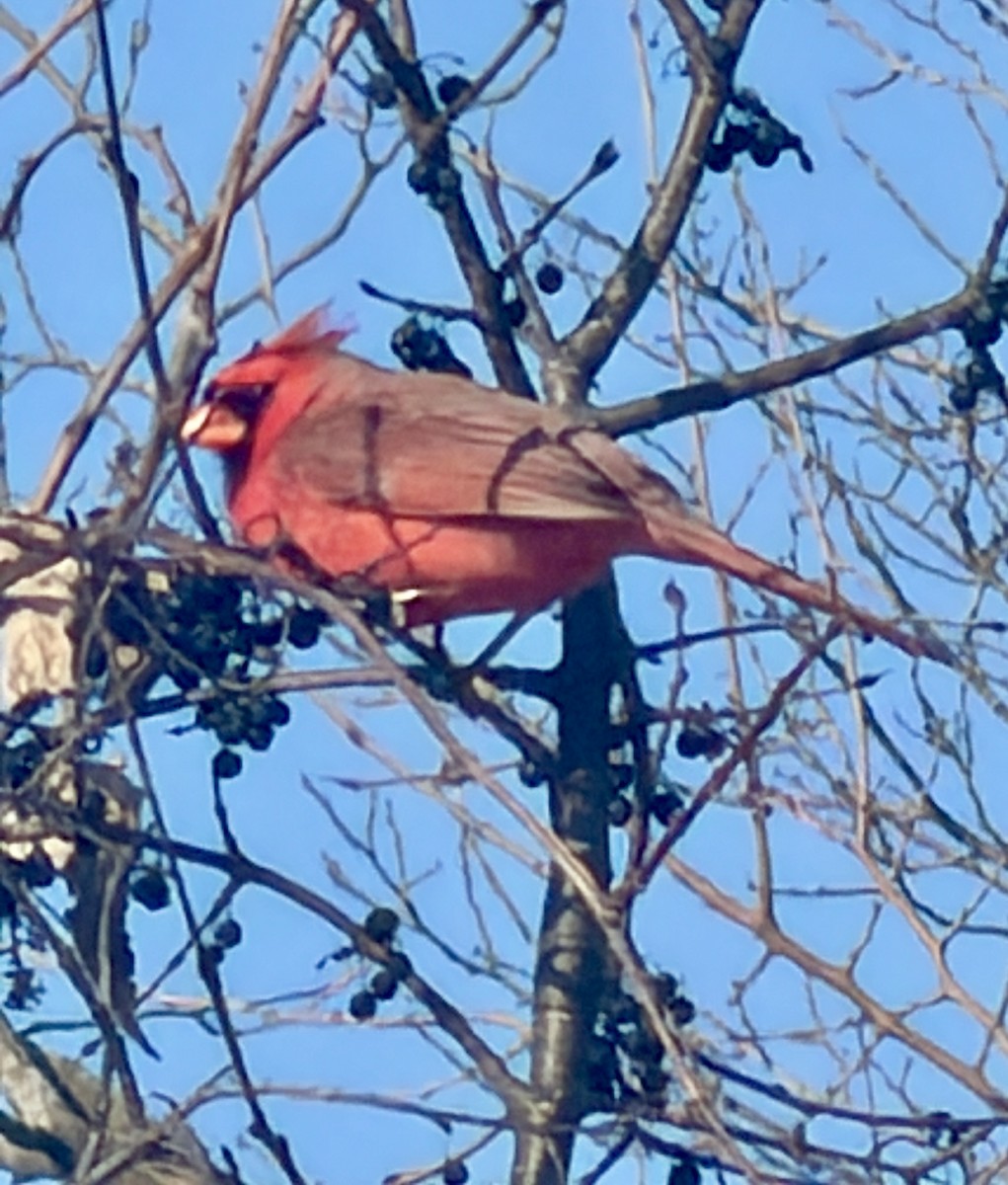 Northern Cardinal - ML646817250