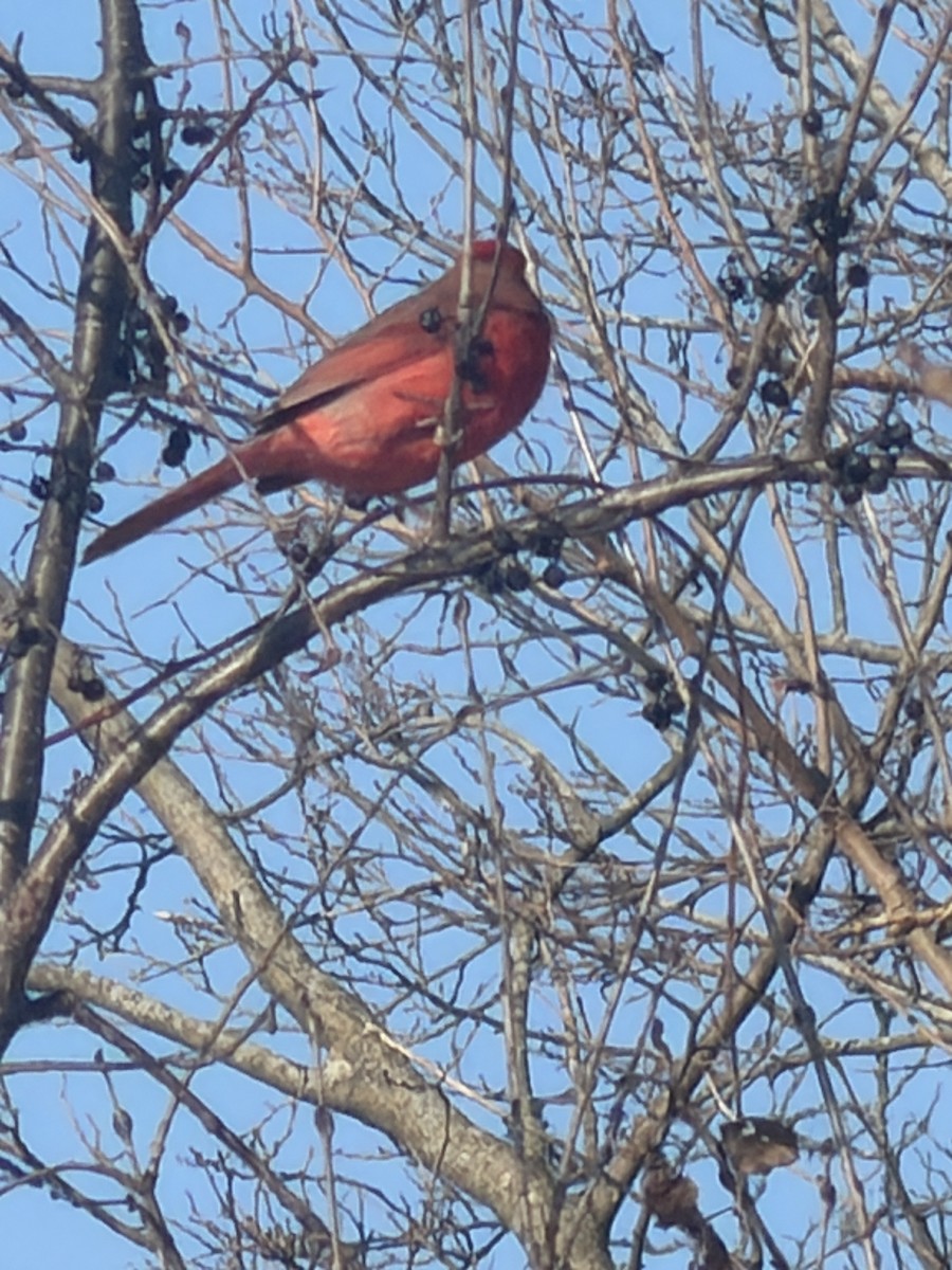 Northern Cardinal - ML646817251