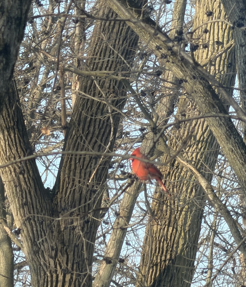 Northern Cardinal - ML646817252