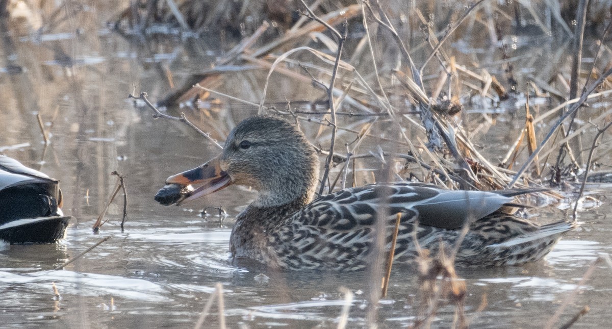 Mallard - ML646817253