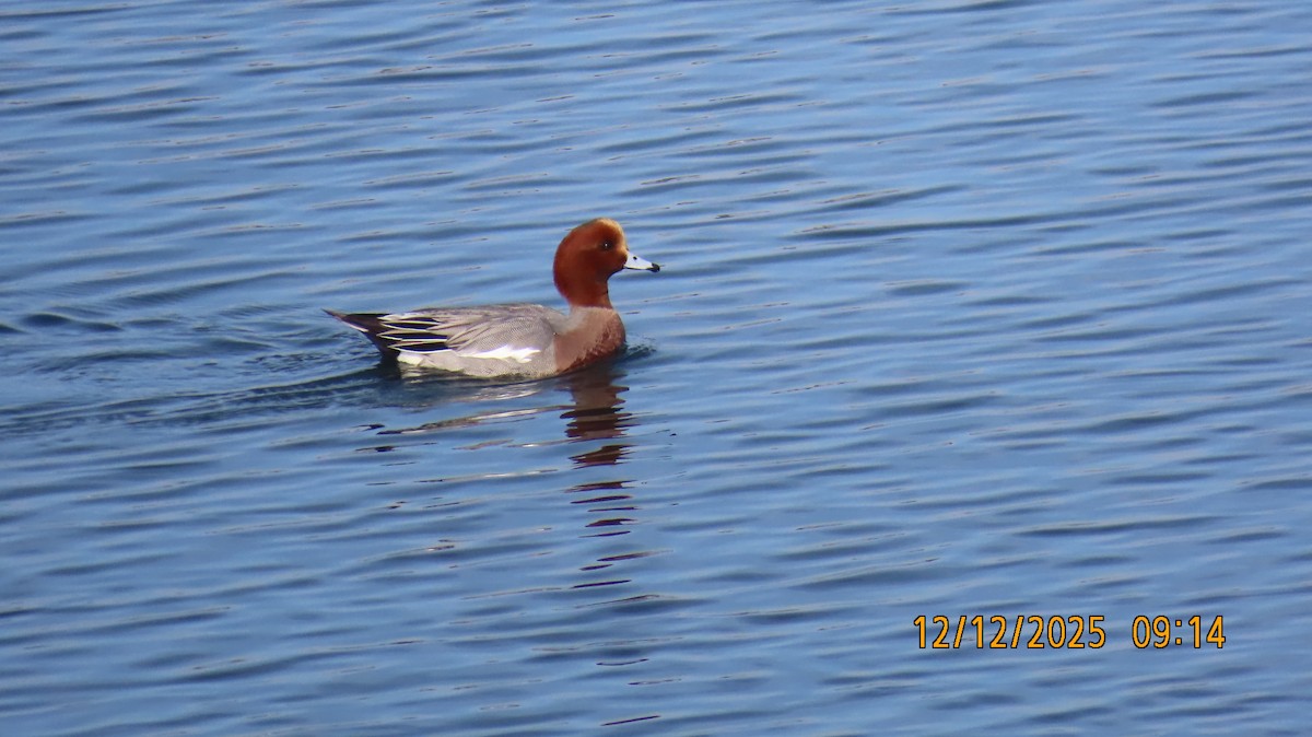 brunnakke - ML646817254